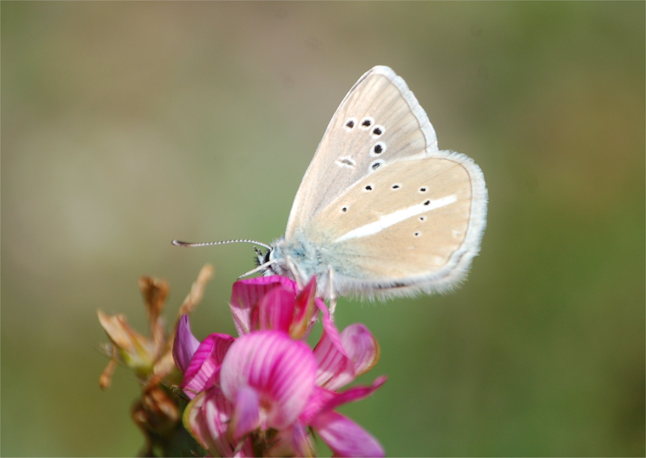 Polyommatus (Agrodiaetus) damon